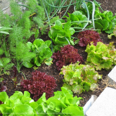 Micro Garden Collection, Organic